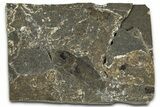 Oligocene Fossil Percoid Fish (Oligoserranoides) - Poland #374401-1